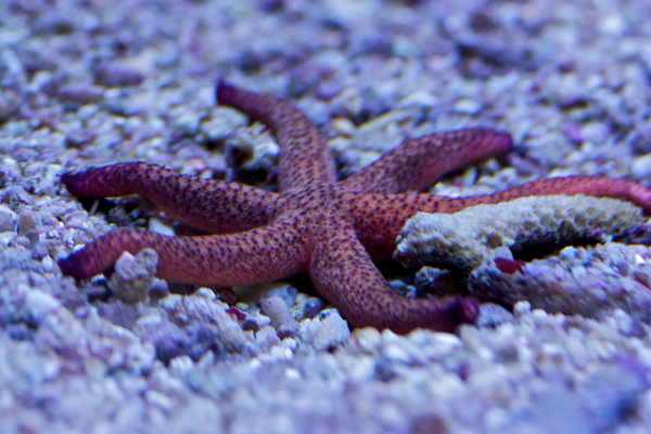 Echinaster luzonicus