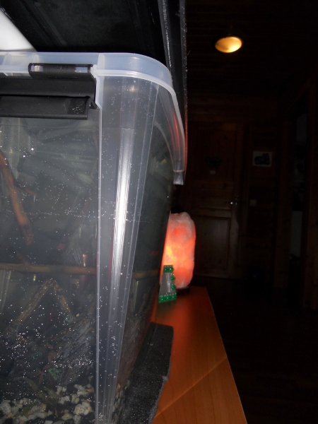 DSCN1886 (450x600).jpg