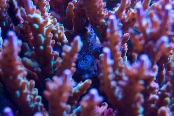 Munat, kala ja rapu. Löysitkö kaikki?