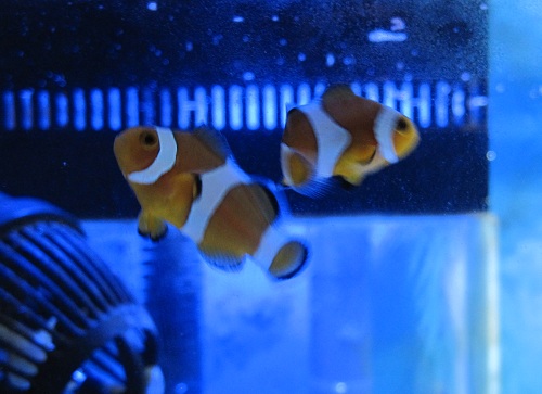 Ocellaris.jpg