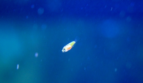 Nemo.JPG