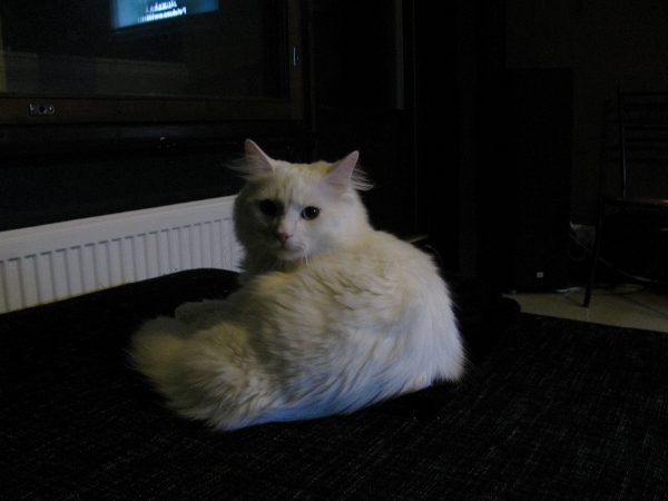 024 (600x450) (600x450).jpg