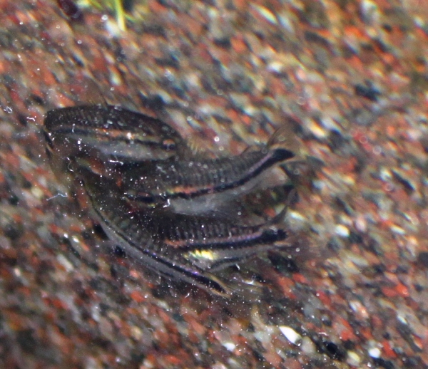 Corydoras Pygmaeus.JPG