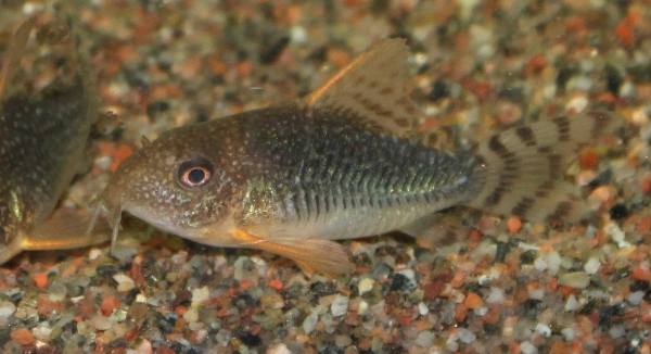 C. gossei semiadult.JPG