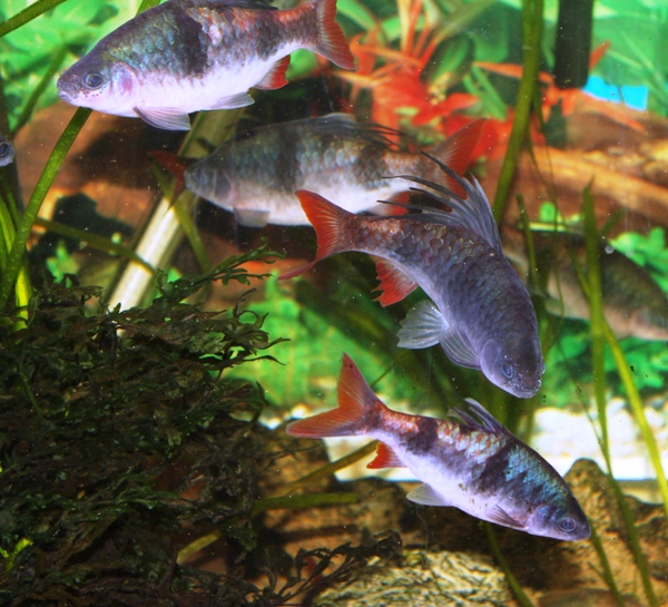 P. arulius (2).JPG