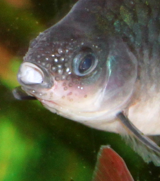 P. arulius.JPG