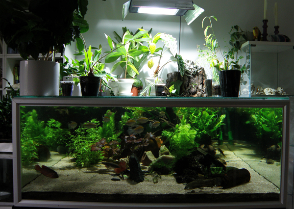 lätäkkö pieni2.jpg