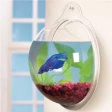 betta on the wall.jpeg