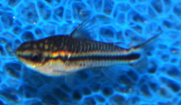 C. pygmaeus gravid female.JPG