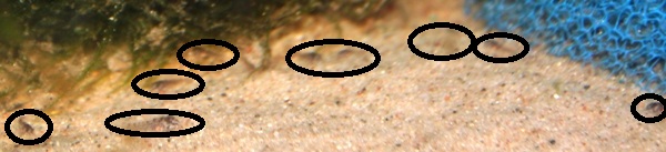 Cory fry.JPG