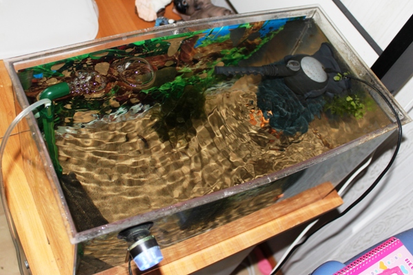 Breeding tank.JPG