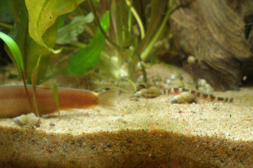 Pikkasen kokoeroa piikkisilmillä. Vaavi on juuri saapunut liikkeestä.