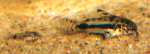 C. habrosus father and son.JPG