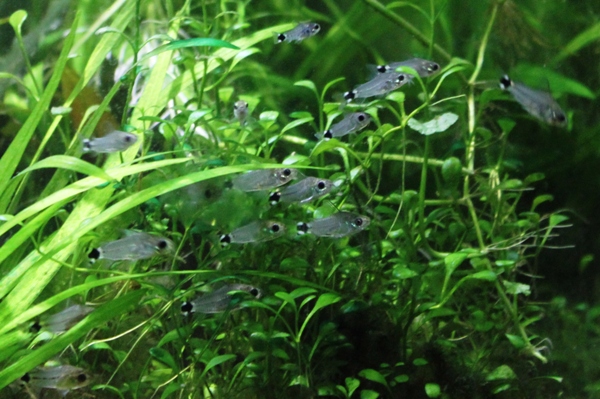 Corydoras hastatus.JPG