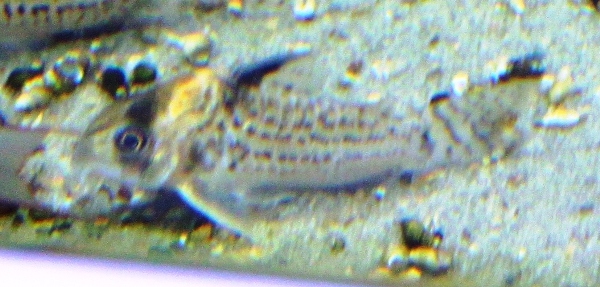 Berliini 2011 3.JPG