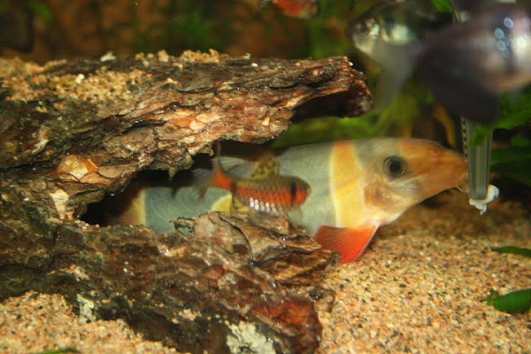 mulle kans sitä katkista!