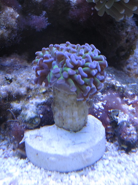 Tämä E.parancora(?) oli tullessaan varsin kivan näköinen. Vahvan lilat tentaakkelien kärjet ovat sittemmin vähän haalistuneet mutta tykkään tästä frägistä silti (http://mailordercorals.com/lps-coral-frags/ultra-metallic-branching-hammer-frag).