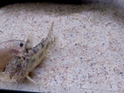 Aspidoras taurus, Saksassa viljeltyjä.