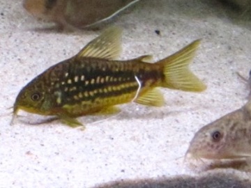 Corydoras undulatus "Paraguay" koiras