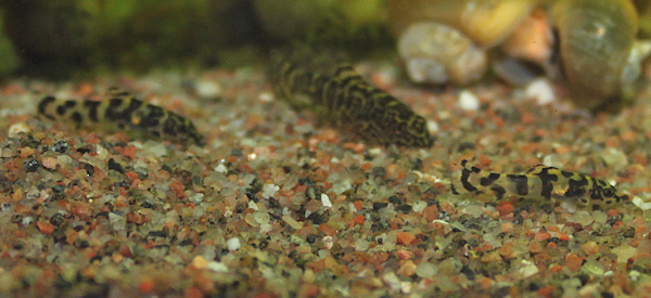Sewellia sp. spotted, pieniä poikasia.