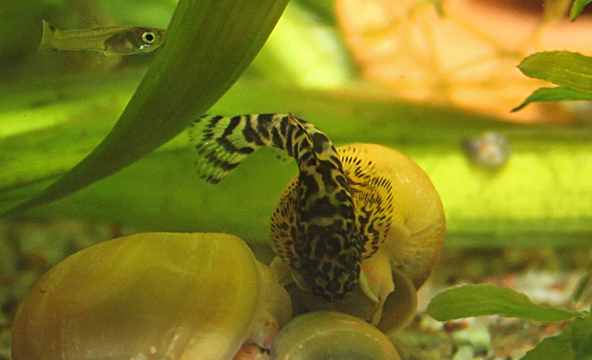 Pilkkuperhosnuoliainen