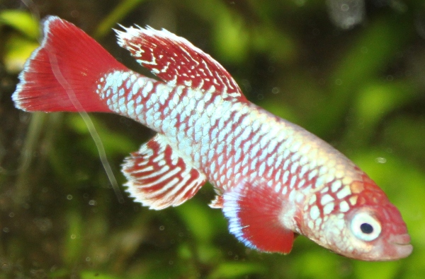 N. eggersi red 61 days old male – MINI.JPG