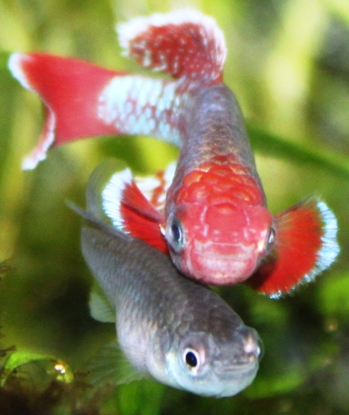 Spawning 66 days old pair – Kopio.JPG