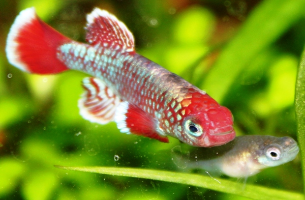 Nothobranchius eggersi spawning (3).JPG