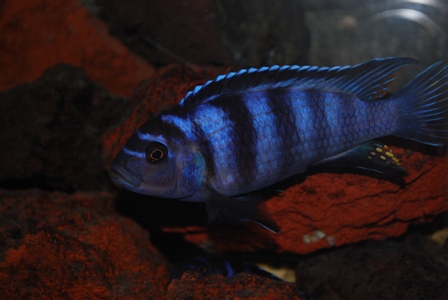 pseudotropheus saulosi?