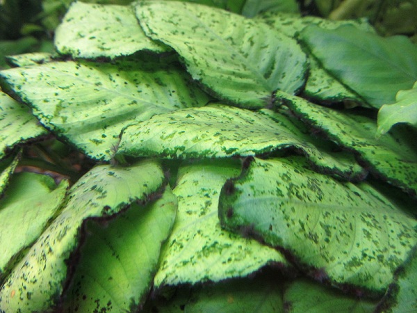anubias