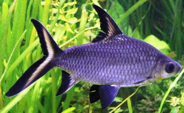 Balantiocheilos melanopterus 4 years old, 22cm – MINI.JPG