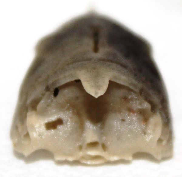 Skull Back MINI.JPG