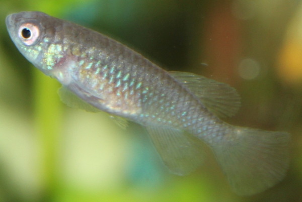 Nothobranchius eggersi red Rufigi 103 days old female – MINI (2).JPG