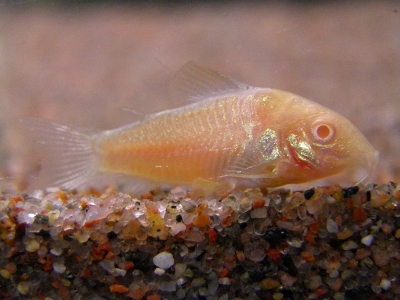 Albiinokuparimonnisia löytyy 8 kappaleen pikkuparvi.