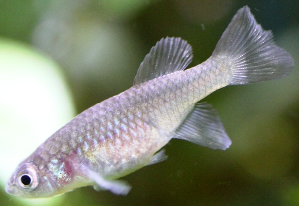 Nothobranchius eggersi.JPG