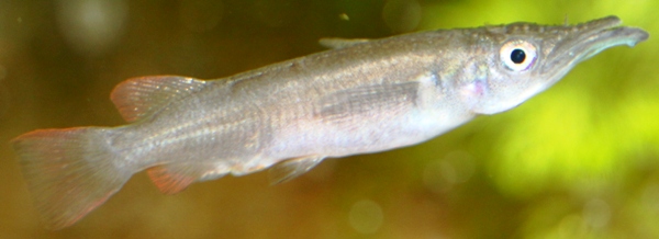 Nomorhamphus ebrardtii.JPG