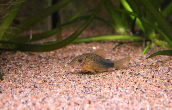 C. similis