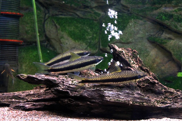Crossocheilus siamensis
