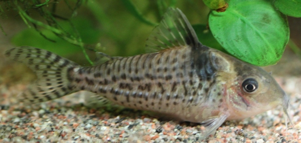 C. agassizii 75mm female.JPG
