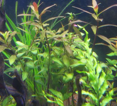 Limnophila aromatica.jpg