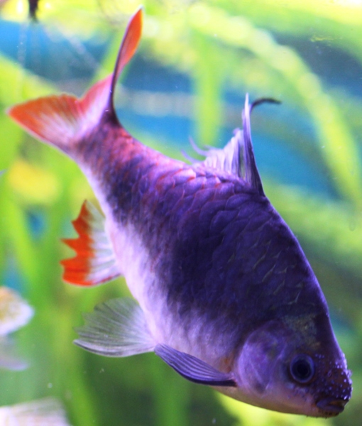 Dawkinsia tambraparniei male.JPG