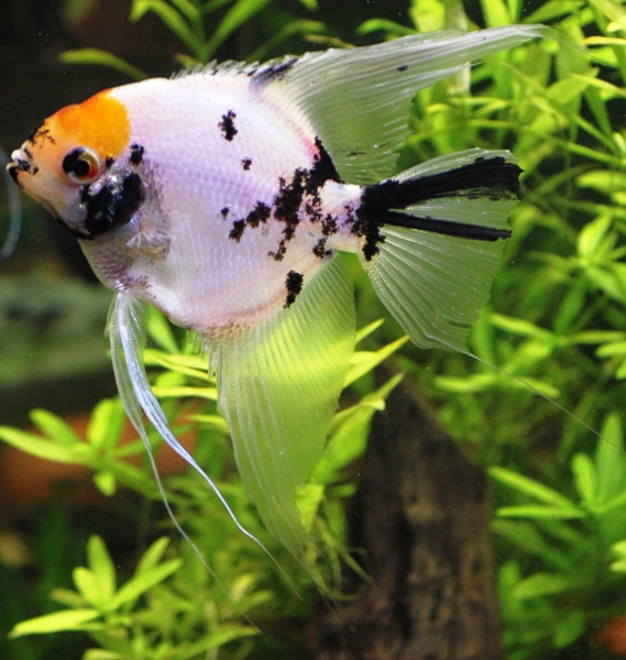 Scalare 6 years old male.JPG