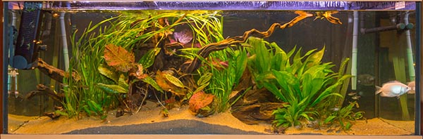 450l.jpg
