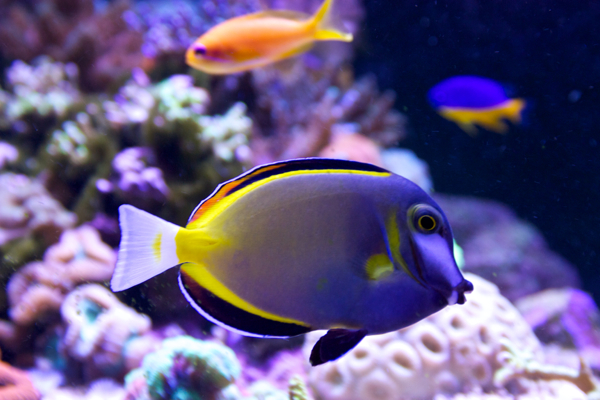 Acanthurus japonicus