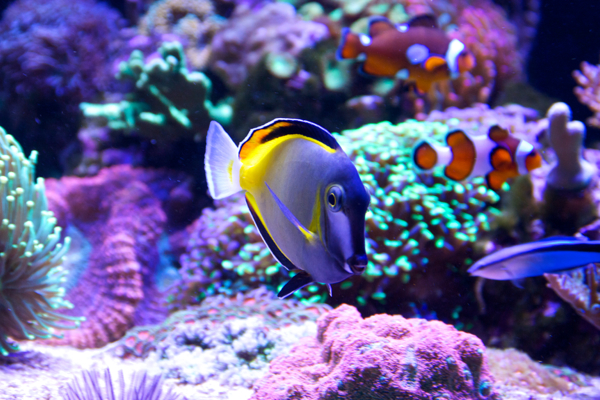 Acanthurus japonicus