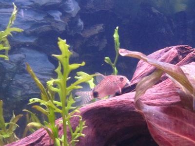C.caudimaculatus.JPG
