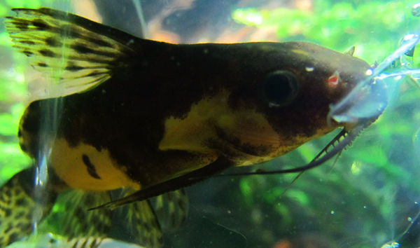 ripsimonnin pää pieni.jpg