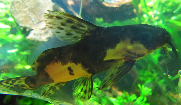 ripsimonni pieni.jpg