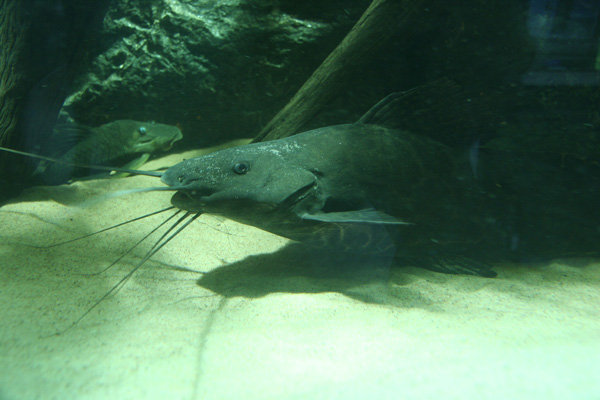 Mosaiikki antennimonni 60cm.
