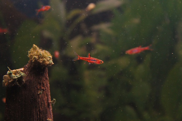 Boraras brigittae